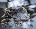 Lurking - Alligator Waits Mostly Submerged