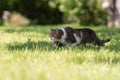 Lurking cat walking lowered on grass Royalty Free Stock Photo