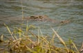 Lurking Crocodile Royalty Free Stock Photo