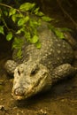 Lurking Crocodile Royalty Free Stock Photo