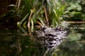 Lurking crocodile Royalty Free Stock Photo