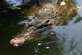 Lurking Crocodile Royalty Free Stock Photo