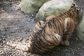 Lurking tiger , Mexico, Tabasco, Villahermosa