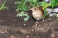 Luscinia luscinia, Thrush Nightingale