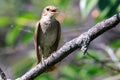 Luscinia luscinia, Thrush Nightingale Royalty Free Stock Photo