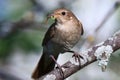 Luscinia luscinia, Thrush Nightingale Royalty Free Stock Photo