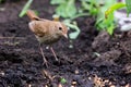 Luscinia luscinia, Thrush Nightingale