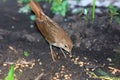 Luscinia luscinia, Thrush Nightingale