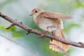 Luscinia luscinia, Thrush Nightingale Royalty Free Stock Photo