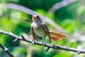 Luscinia luscinia, Thrush Nightingale