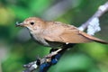 Luscinia luscinia, Thrush Nightingale Royalty Free Stock Photo