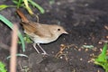 Luscinia luscinia, Thrush Nightingale