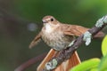 Luscinia luscinia, Thrush Nightingale Royalty Free Stock Photo