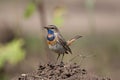 Luscinia svecica, bluethroat