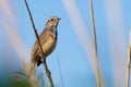 Luscinia svecica, Bluethroat. A bird sits on a reed stalk by the river Royalty Free Stock Photo