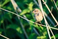 Luscinia svecica, Bluethroat. Royalty Free Stock Photo