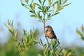 Luscinia svecica, Bluethroat. Royalty Free Stock Photo