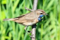 Luscinia svecica, Bluethroat. Royalty Free Stock Photo