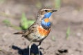 Luscinia svecica, Bluethroat. Royalty Free Stock Photo