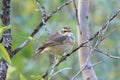 Luscinia svecica. Bluethroat sitting on a branch Royalty Free Stock Photo