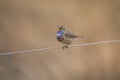 Bluethroat, Luscinia svecica, a songbird