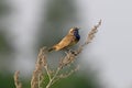 Luscinia svecica. Bluethroat in the south of Western Siberia Royalty Free Stock Photo