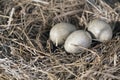 Luscinia svecica egg. The nest of the Bluethroat in nature., easter egg