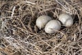 Luscinia svecica egg. The nest of the Bluethroat in nature., easter egg