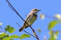 Luscinia svecica pallidogularis. Beautiful female bluethroats in the summer on the background of blue sky Royalty Free Stock Photo