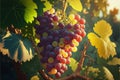 Luscious fresh vine ripened grapes in afternoon sunlight Royalty Free Stock Photo