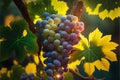 Luscious fresh vine ripened grapes in afternoon sunlight