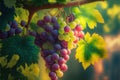 Luscious fresh vine ripened grapes in afternoon sunlight