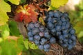 Luscious grapes in autumn Royalty Free Stock Photo