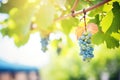 luscious grapes hanging on the vine in a vineyard