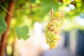 luscious grapes hanging on the vine in a vineyard