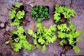 Luscious lettuce and spinach leaves, thriving in recycled mushroom packaging 2.