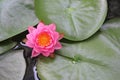 Luscious in pink tropical water lily Royalty Free Stock Photo