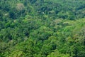 Luscious rain-forest background