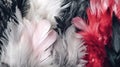 Luscious Red, black and white soft feathers and fur pattern texture background. Fur and feathers pattern texture. Close up. Royalty Free Stock Photo