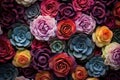 Luscious Roses succulent flowers petal. Generate Ai