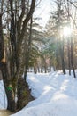 Luscious Trees and Roads Covered in Snow in Jermuk Armenia Royalty Free Stock Photo