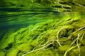 luscious underwater green algae in a freshwater pond