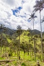 Luscious view of a wax palm Forest