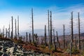 Lusen mountain Bayerischer wald nationalpark. Dried trees on the top of the mountain. View of the valley in the national Bayerisch