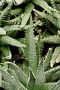 Lush aloe plant close up, background or texture Royalty Free Stock Photo