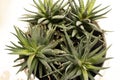 Lush aloe plant close up, top view Royalty Free Stock Photo