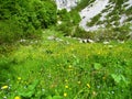 Lush alpine meadow with yellow buttercup and blue wood forget-me-not flowers Royalty Free Stock Photo