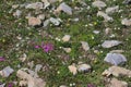 Lush alpine vegetation with rocks and green grass Royalty Free Stock Photo