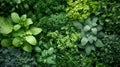 A Lush Arrangement of Fresh Green Herbs Royalty Free Stock Photo