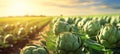 Lush artichoke plants thriving in a sunlit open plantation, ready for a bountiful summer harvest.